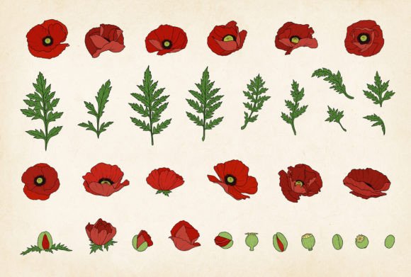 Download Colored Poppy SVG Vector Poppy Bundle - Bundle Collection