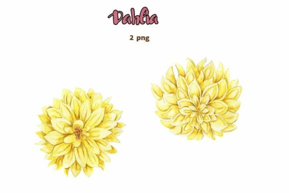 Download Dahlia, Watercolor Flower Set. - Watercolor flower set Collection