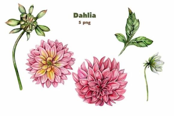 Download Dahlia, Watercolor Flower Set. - Watercolor flower set Collection